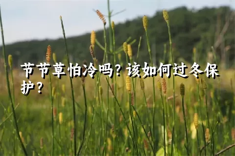 节节草怕冷吗？该如何过冬保护？