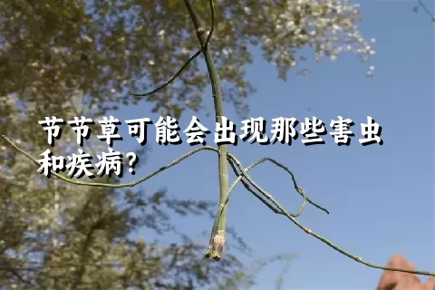 节节草可能会出现那些害虫和疾病？