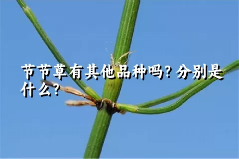 节节草有其他品种吗？分别是什么？