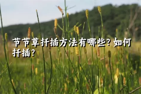 节节草扦插方法有哪些？如何扦插？