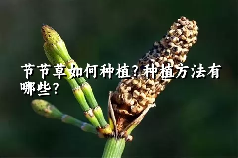 节节草如何种植？种植方法有哪些？