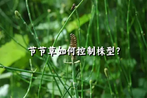 节节草如何控制株型？