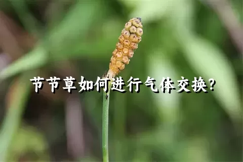 节节草如何进行气体交换？