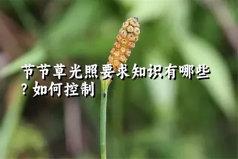 节节草光照要求知识有哪些？如何控制