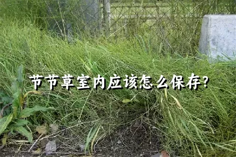 节节草室内应该怎么保存？