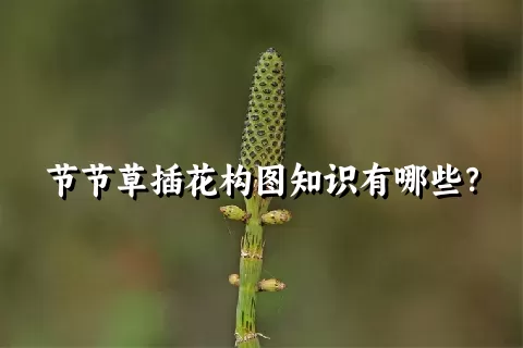 节节草插花构图知识有哪些？