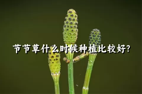 节节草什么时候种植比较好？