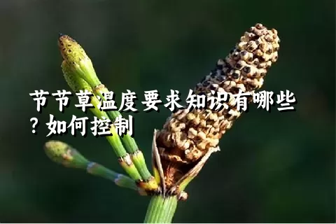 节节草温度要求知识有哪些？如何控制