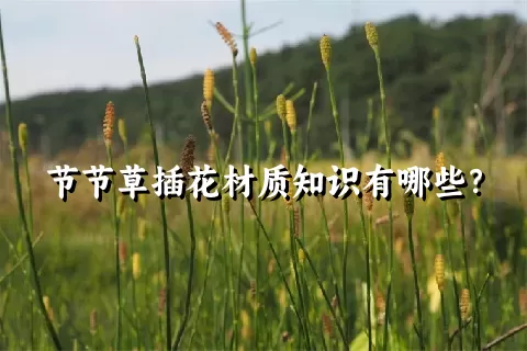 节节草插花材质知识有哪些？