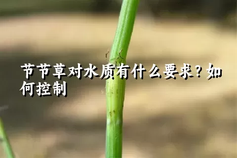 节节草对水质有什么要求？如何控制