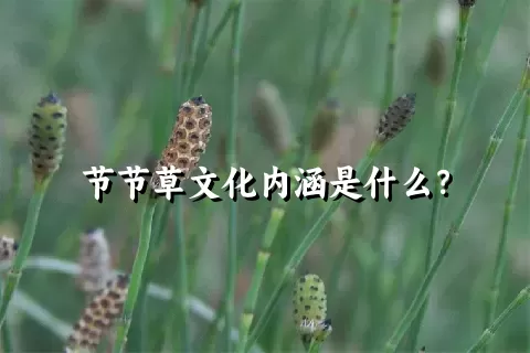 节节草文化内涵是什么？