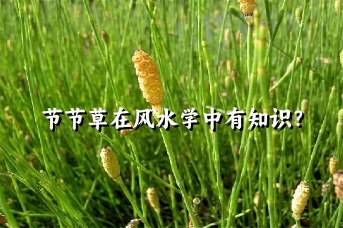 节节草在风水学中有知识？