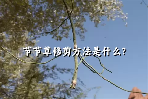 节节草修剪方法是什么？