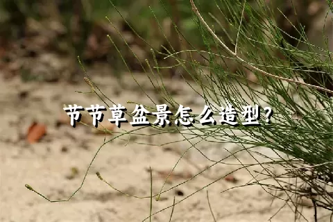 节节草盆景怎么造型？