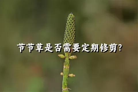 节节草是否需要定期修剪？