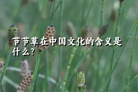 节节草在中国文化的含义是什么？