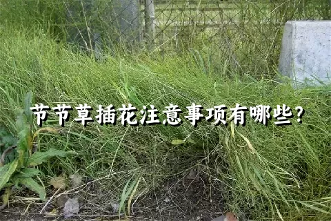 节节草插花注意事项有哪些？