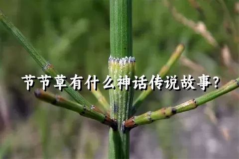 节节草有什么神话传说故事？