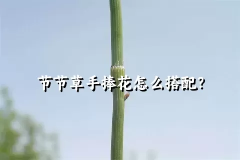 节节草手捧花怎么搭配？