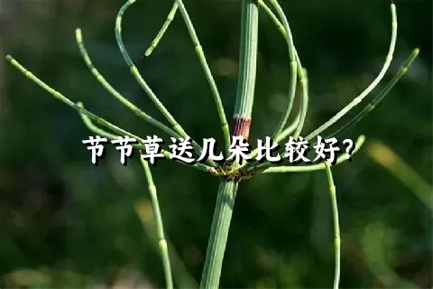 节节草送几朵比较好？