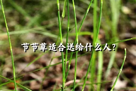 节节草适合送给什么人？