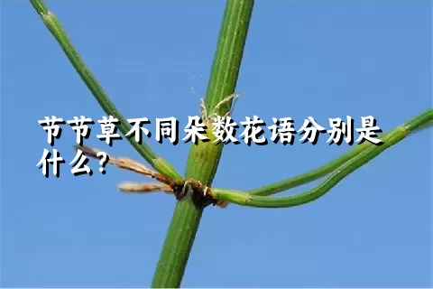 节节草不同朵数花语分别是什么？