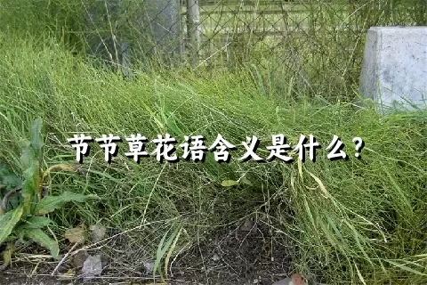 节节草花语含义是什么？