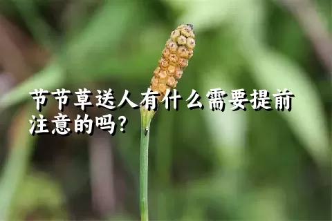 节节草送人有什么需要提前注意的吗？