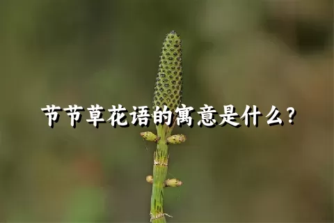 节节草花语的寓意是什么？