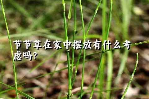 节节草在家中摆放有什么考虑吗？