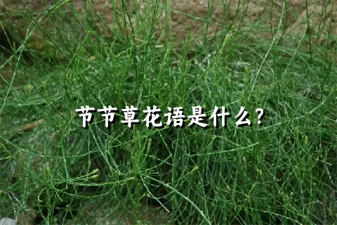 节节草花语是什么？