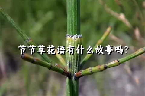 节节草花语有什么故事吗？