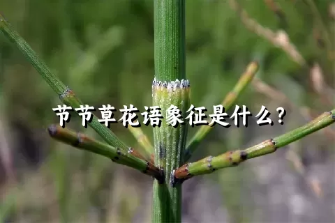 节节草花语象征是什么？