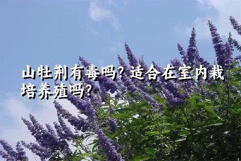 山牡荆有毒吗？适合在室内栽培养殖吗？