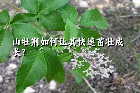 山牡荆如何让其快速茁壮成长？