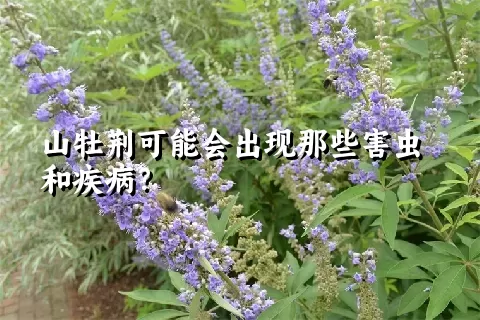 山牡荆可能会出现那些害虫和疾病？