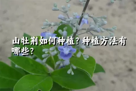 山牡荆如何种植？种植方法有哪些？