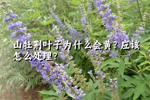 山牡荆叶子为什么会黄？应该怎么处理？