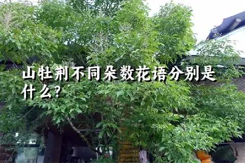 山牡荆不同朵数花语分别是什么？