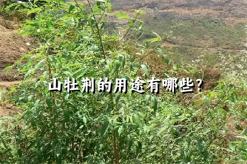 山牡荆的用途有哪些？