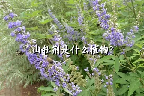 山牡荆是什么植物？