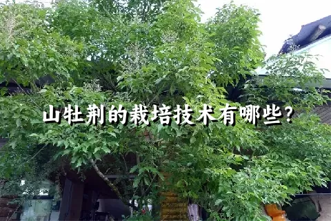 山牡荆的栽培技术有哪些？