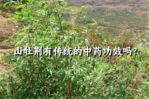 山牡荆有传统的中药功效吗？