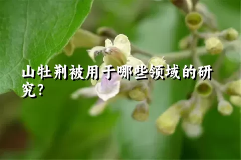 山牡荆被用于哪些领域的研究？