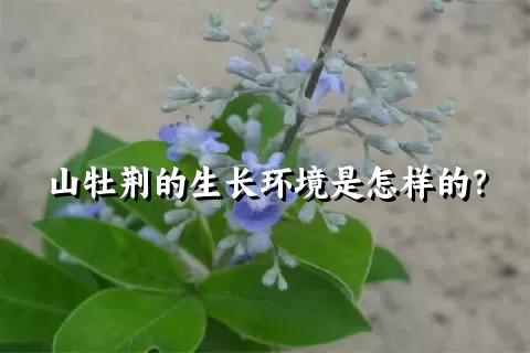 山牡荆的生长环境是怎样的？