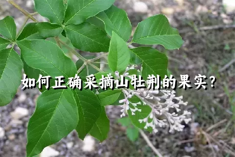 如何正确采摘山牡荆的果实？