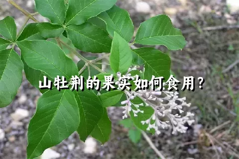 山牡荆的果实如何食用？