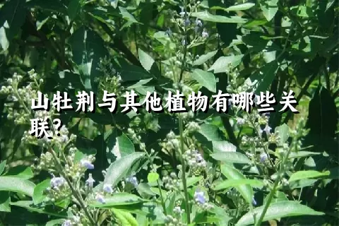 山牡荆与其他植物有哪些关联？