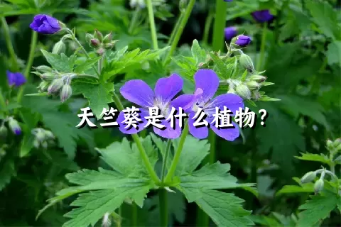 天竺葵是什么植物？