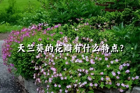 天竺葵的花瓣有什么特点？